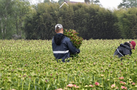 Afbeelding van een item uit ons assortimentpeoniesCarl G Klehm