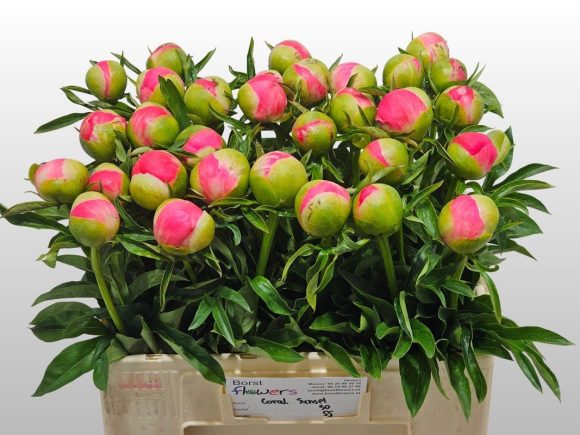 Image of an item from our assortmentpeoniesCoral Sunset