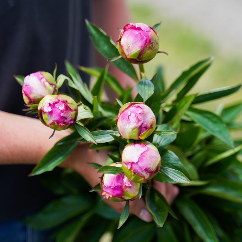 Borst Flowers