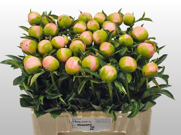 Image of an item from our assortmentpeoniesKing&#8217;s Day