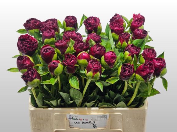 Image of an item from our assortmentpeoniesOld Faithfull