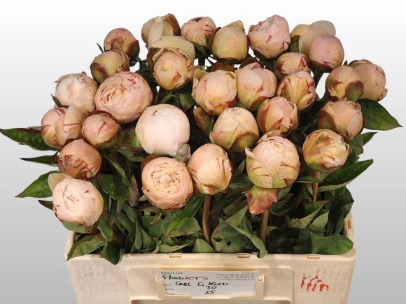 Image of an item from our assortmentpeoniesCarl G Klehm