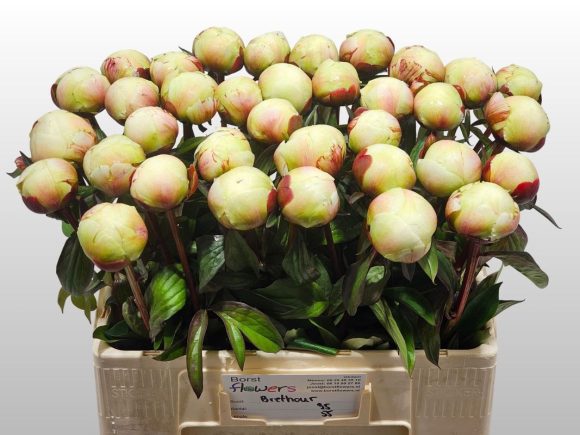 Image of an item from our assortmentpeoniesDr. FG. Brethour