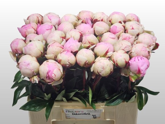 Image of an item from our assortmentpeoniesDolloradel