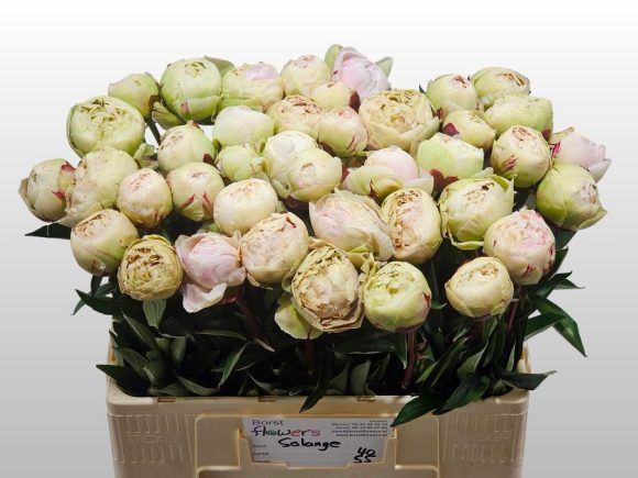 Image of an item from our assortmentpeoniesSolange